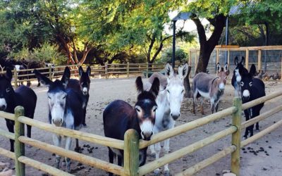 The Karoo Donkey Sanctuary
